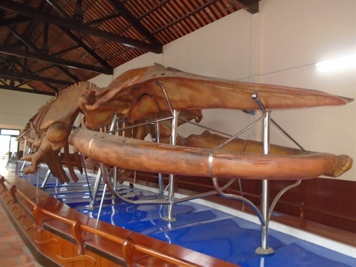 Largest whale skeleton on display in Phan Thiết Town - 1 Largest whale skeleton on display in Phan Thiết Town - 1