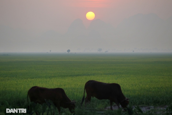 Hanoi's suburbs during ripening rice season - 15 Hanoi's suburbs during ripening rice season - 15