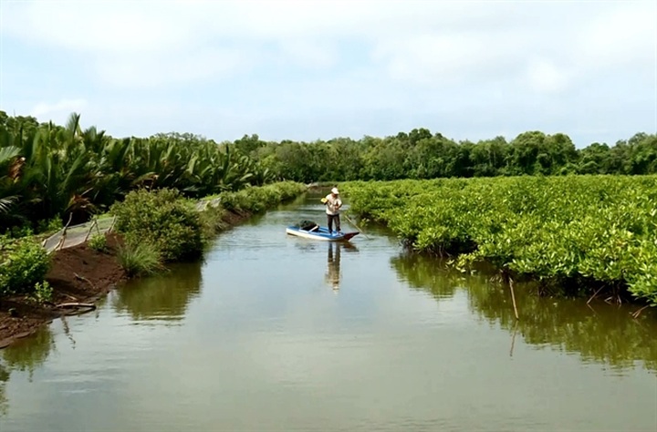 Kiên Giang Province focuses on growing, protecting forests - 1