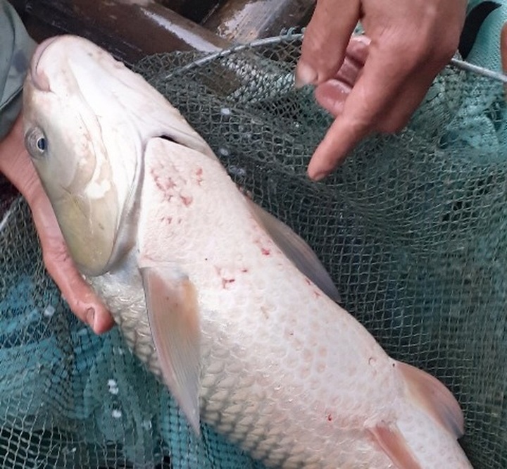 Mass fish and shrimp deaths on Ma River - 2 Mass fish and shrimp deaths on Ma River - 2