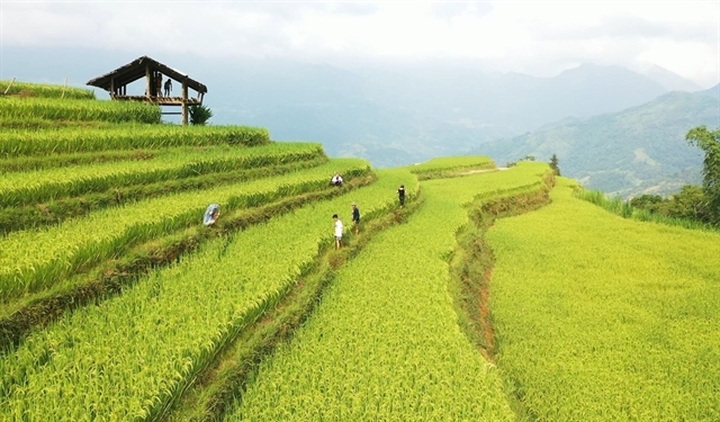 Ha Giang Culture and Tourism Week to honour Hoàng Su Phì terraced fields - 1
