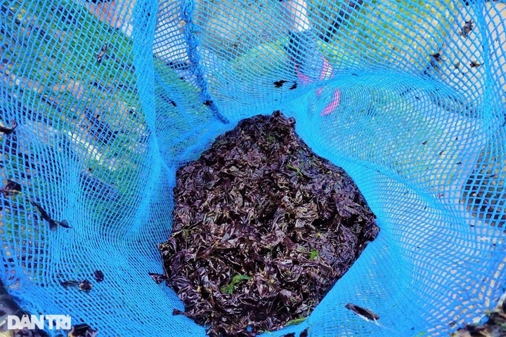 Seaweed season in Danang - 9