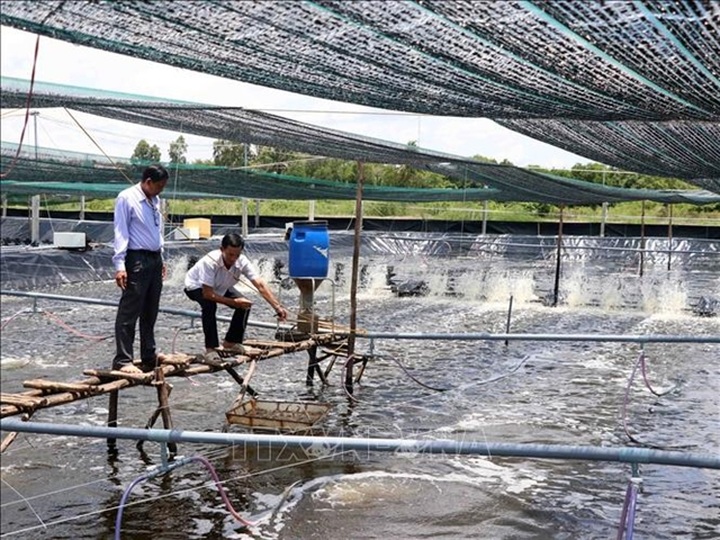 Cà Mau to penalise shrimp breeders causing environmental pollution - 1 Cà Mau to penalise shrimp breeders causing environmental pollution - 1