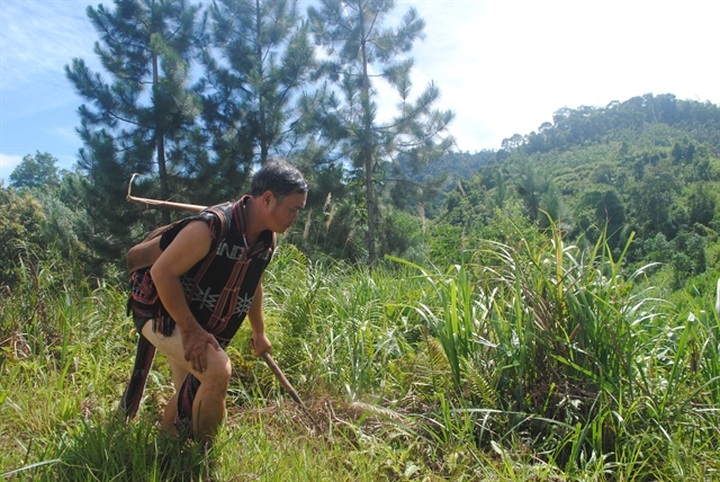 Cash for carbon: Quảng Nam looks to profit from reforestation efforts - 1