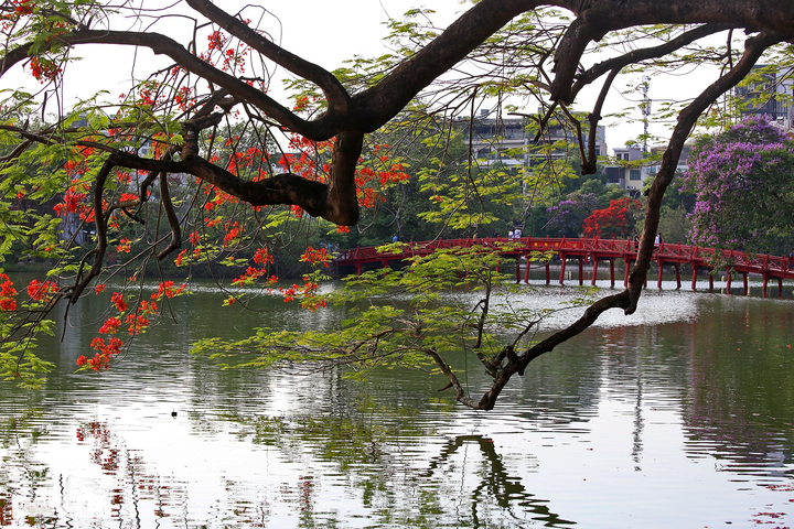 Iconic Hanoi lake wreathed with colourful summer flowers - 12
