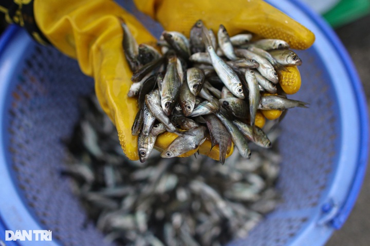 Fish hunting season in Mekong Delta region’s flood season - 9 Fish hunting season in Mekong Delta region’s flood season - 9