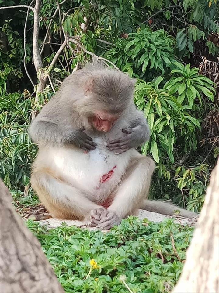 Monkey injured by human activities on Son Tra Peninsula - 1