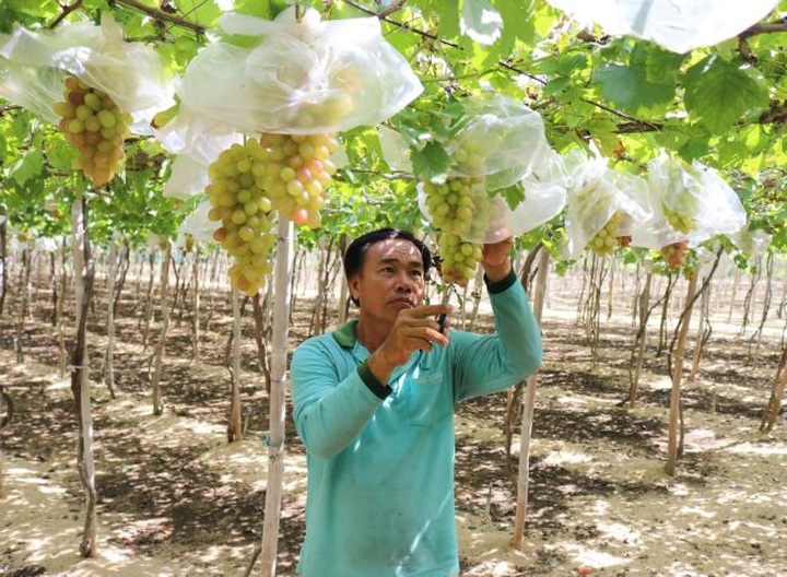 Large field production model helps Ninh Thuận farmers reap higher incomes - 1