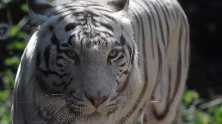 On-the-loose tiger captured alive after Indonesia zoo escape - 1