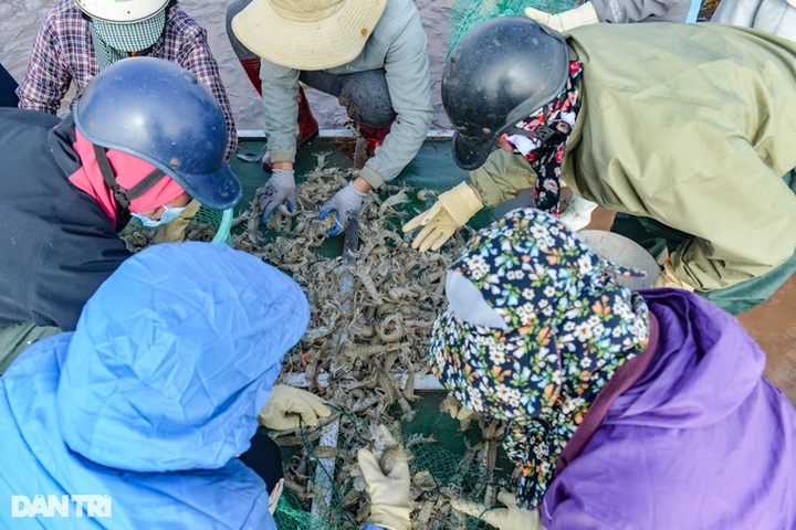 Nam Dinh fishermen enjoy big catches of mantis shrimp - 6