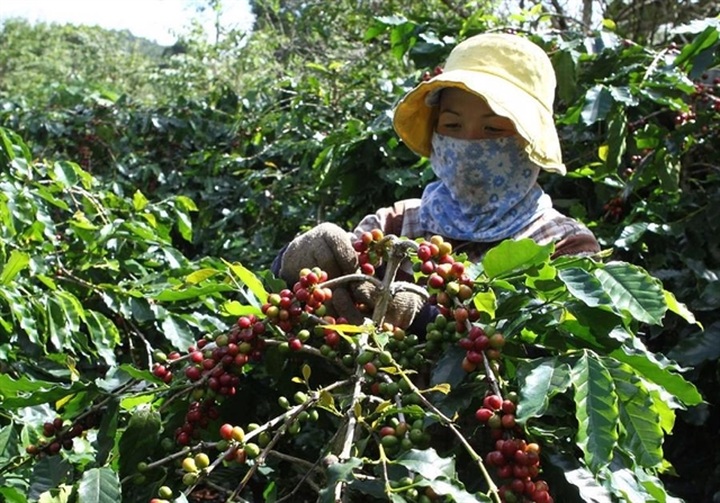 Coffee industry targets $6 billion export value in 2030 - 1