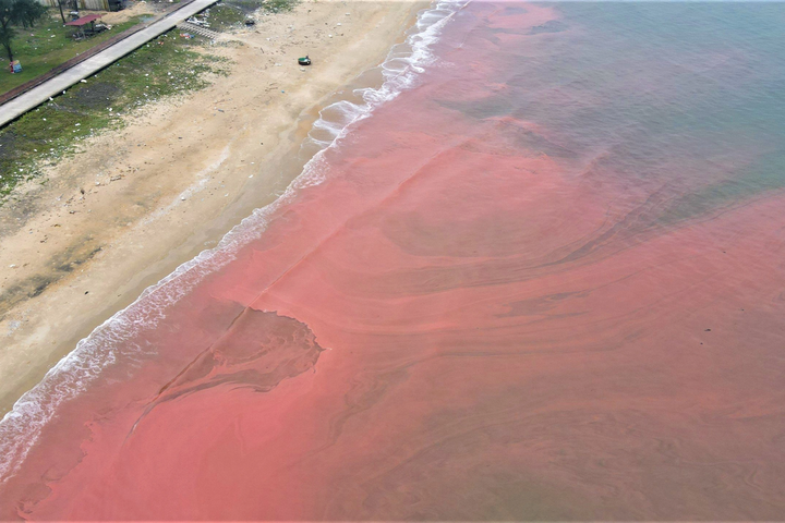 Reddish sea water seen in Ha Tinh - 2