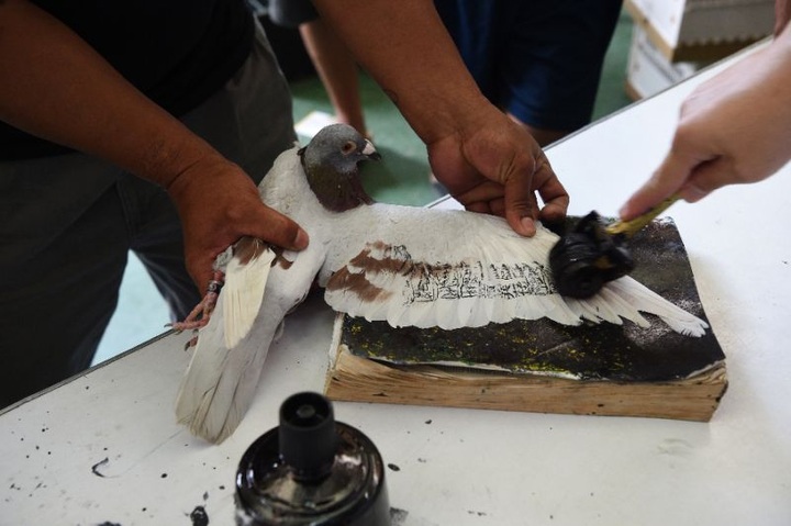 The deadly odds of pigeon racing in the Philippines - 1