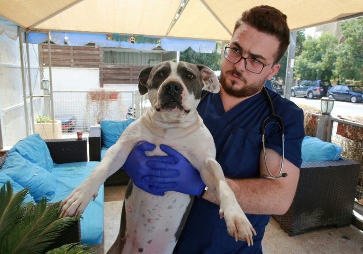 Not so much a dog's life for Jordan's pampered pets - 1