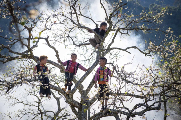 Plum blossoms in Moc Chau - 3