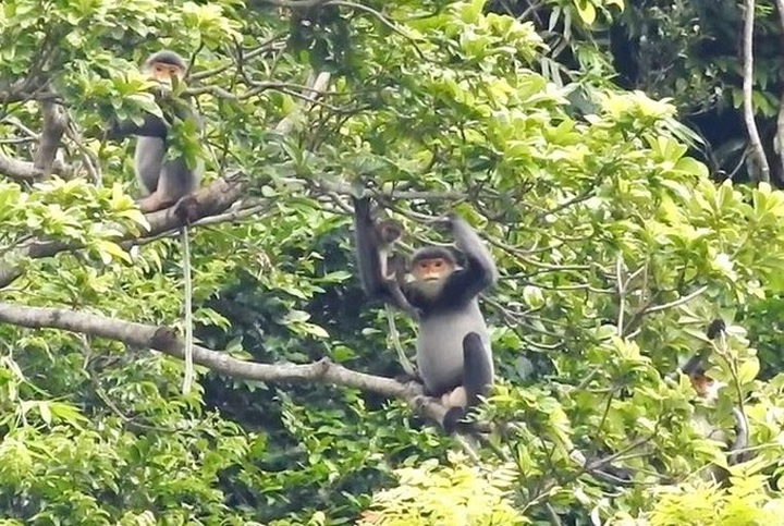 Large group of endangered langurs found in Quang Ngai - 1