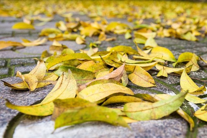 Hanoi in falling leaf season - 2
