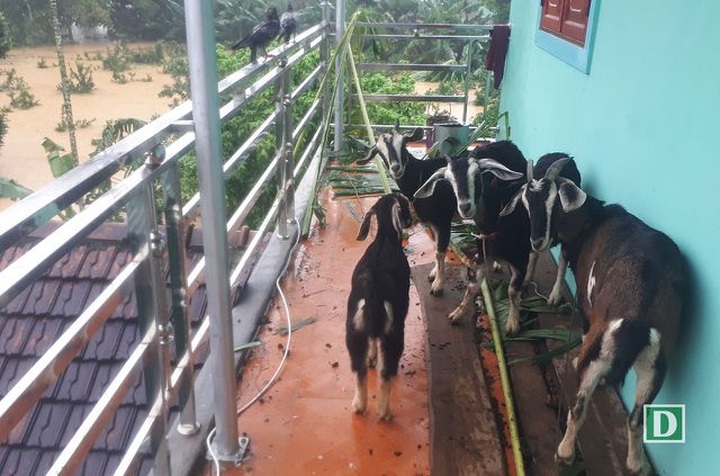 Many communes in Ha Tinh under water - 14