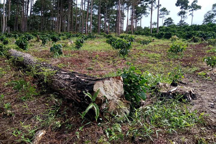 Pine forests destroyed due to violations in forest management - 4