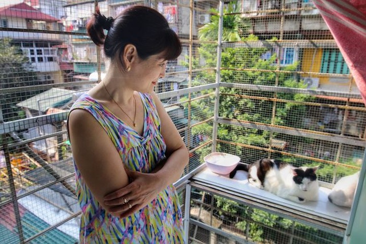 Hanoi woman offers home to abandoned cats - 6