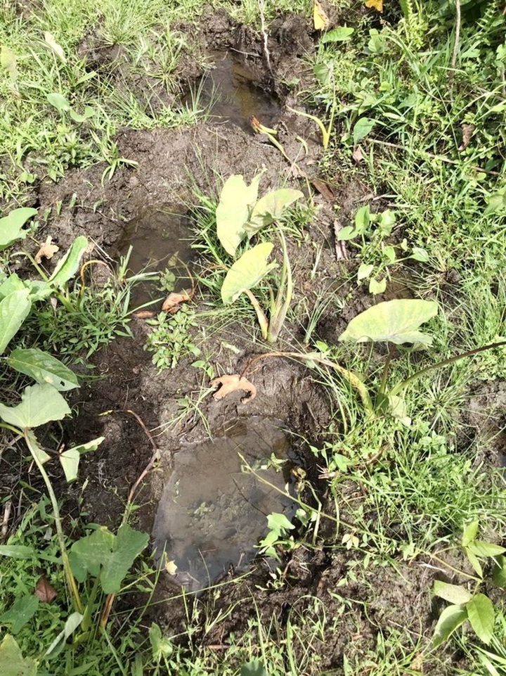 Two wild elephants spotted in Quang Nam forest - 2