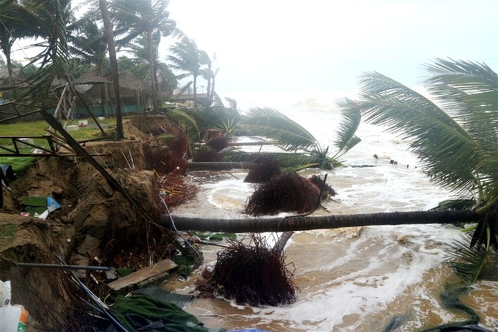 Nearly 100 people join in saving Hoi An beach from erosion - 4