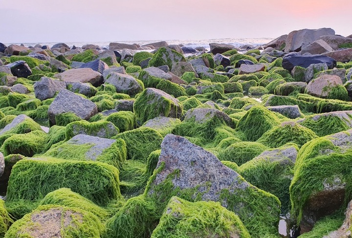 Visitors flock to green moss sea dyke in Phu Yen - 2
