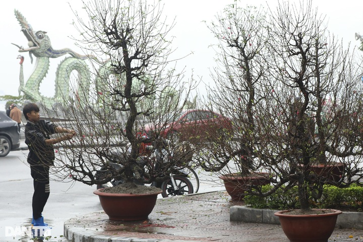 Early peach blossoms hit Hanoi streets - 6