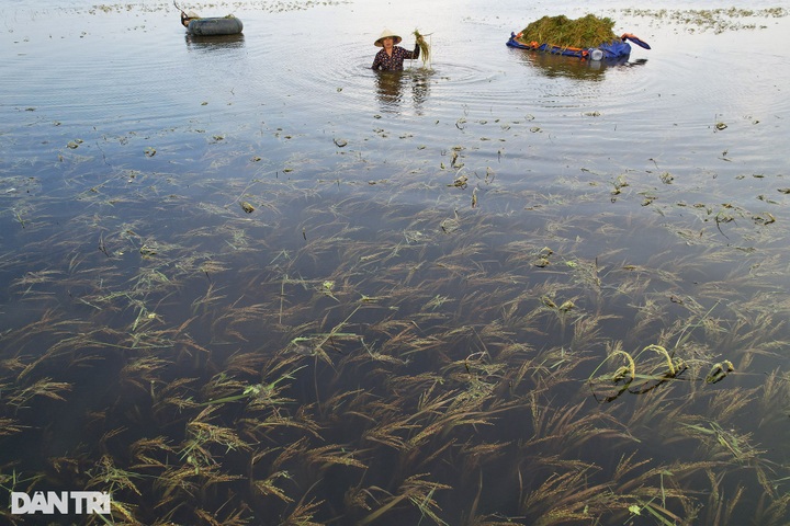 Hanoi’s submerged rice fields face wipeout - 2