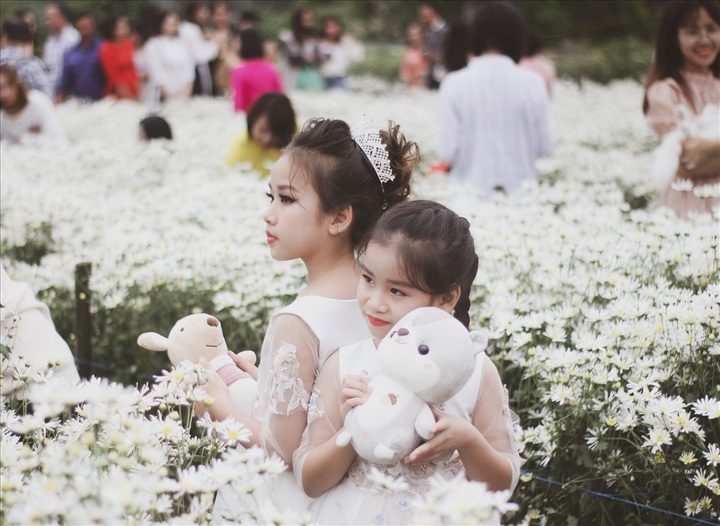 Hanoians flock to daisy garden for photos - 2