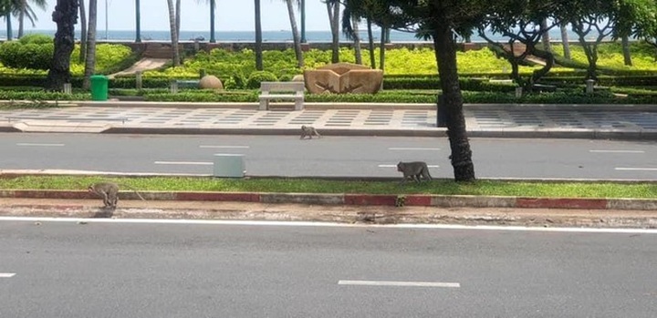 Vung Tau mountain monkeys look for food on streets - 2 Vung Tau mountain monkeys look for food on streets - 2