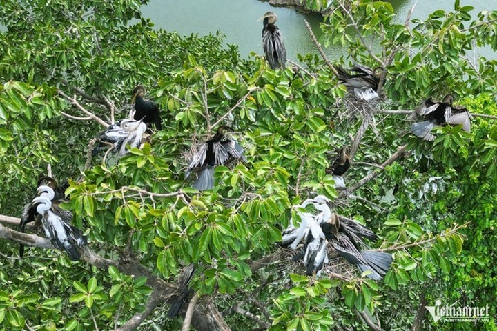 Rare bird flock found in Dong Nai - 1 Rare bird flock found in Dong Nai - 1