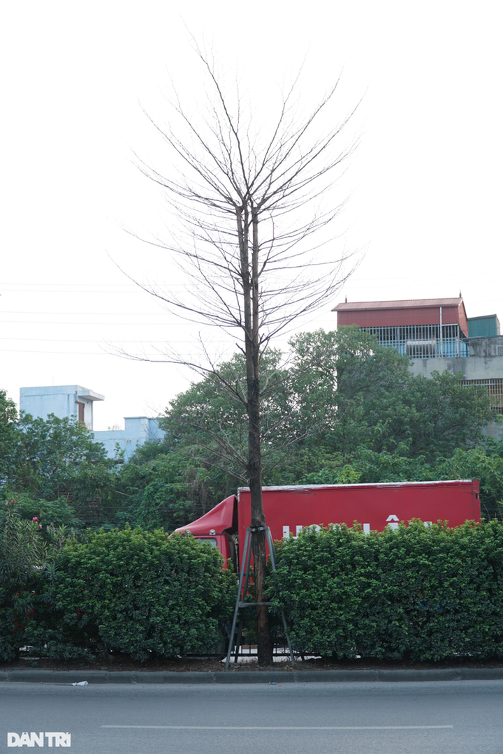 Hanoi trees experience growing pains - 3 Hanoi trees experience growing pains - 3