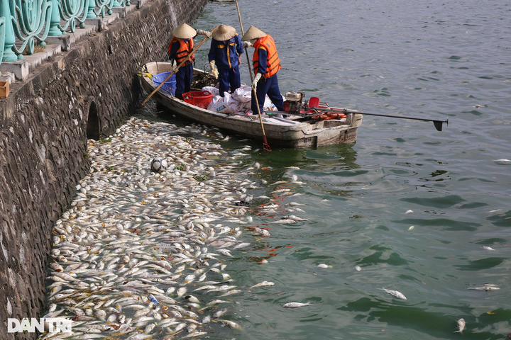 Mass fish deaths continue in Hanoi's West Lake - 5