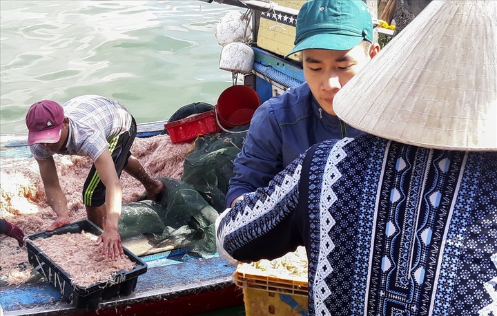 Binh Dinh fishermen enjoy big catches on Lunar New Year - 2