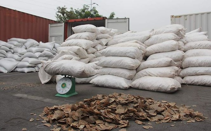 Eight tonnes of pangolin scales seized Haiphong Port - 1 Eight tonnes of pangolin scales seized Haiphong Port - 1