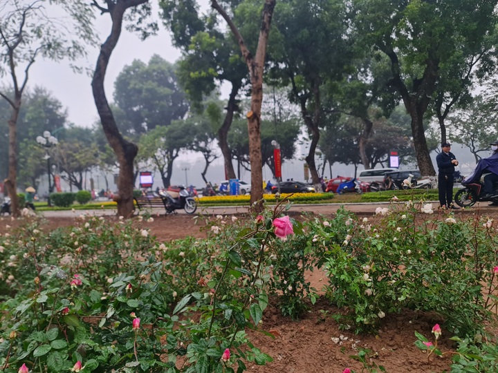Over 10,000 rose trees to replace fence at Hanoi park - 3