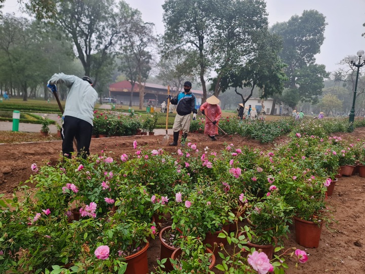 Over 10,000 rose trees to replace fence at Hanoi park - 1