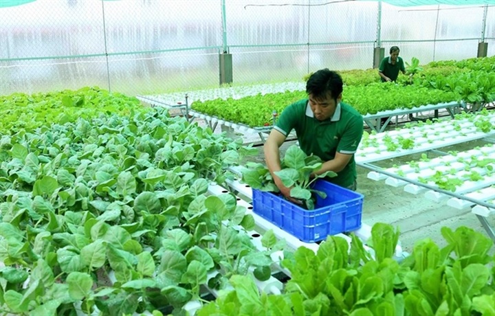 Vietnam seeks ways to increase export of organic farm produce - 1 Vietnam seeks ways to increase export of organic farm produce - 1