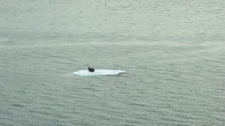 Climate change forces Arctic animals to shift feeding habits: study - 1