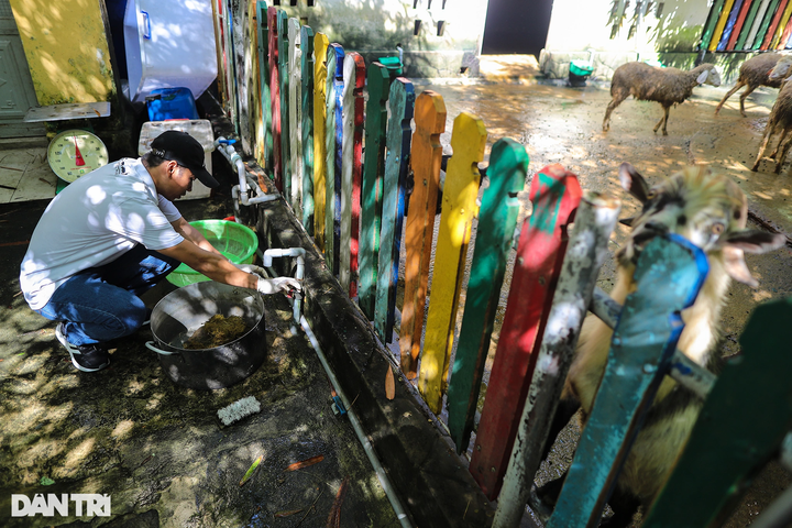 Saigon Zoo elephant dung used to make paper - 6 Saigon Zoo elephant dung used to make paper - 6