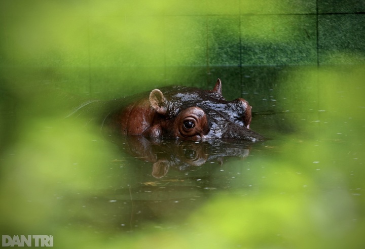 Saigon Zoo to open from this weekend - 4