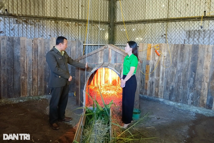 New home for four trafficked wallabies in Lao Cai - 3 New home for four trafficked wallabies in Lao Cai - 3