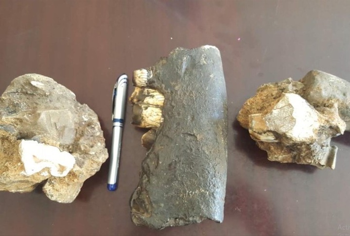 Rhino fossils discovered at Phong Nha-Ke Bang National Park - 1