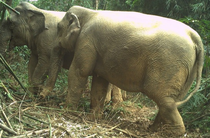 Two wild elephants spotted at Ha Tinh national park - 1