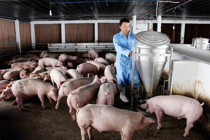 Farmers face losses amid rising animal feed prices - 1