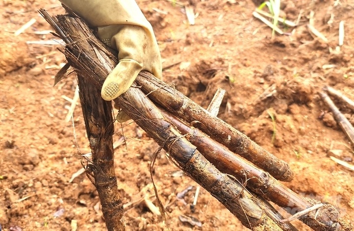 Tuyen Quang sugar sector struggles with drought - 2