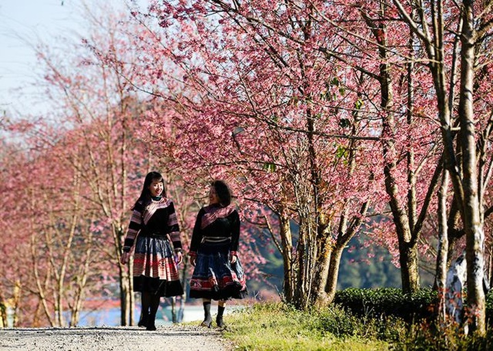 Beautiful scenery as cherry blossoms bloom in Sapa - 2