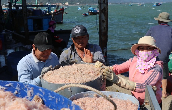 Fishermen in Phu Yen enjoy big catches after Tet - 3
