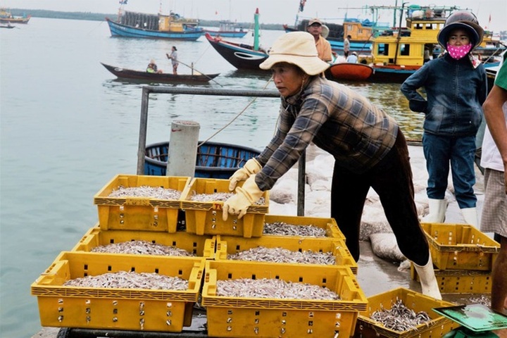 Quang Nam fishing port bustling with activities - 2 Quang Nam fishing port bustling with activities - 2
